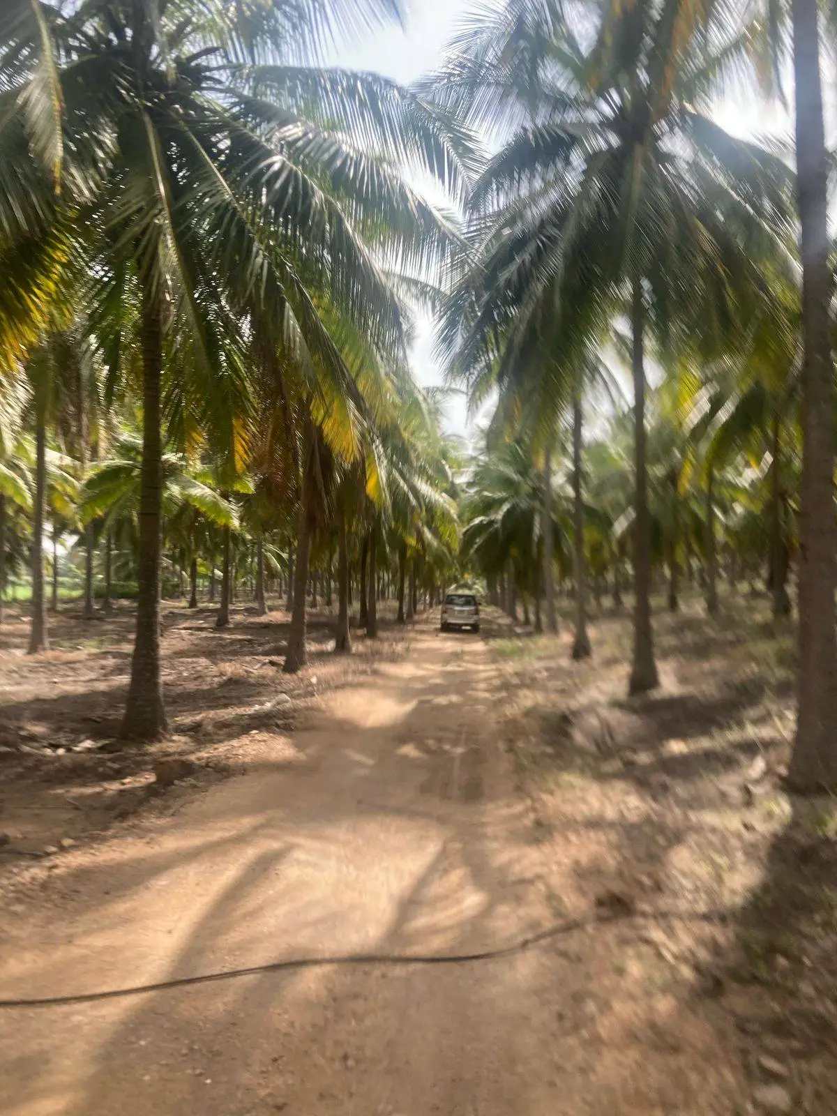 Land for sale in Pollachi, Coimbatore - front view of the farmland