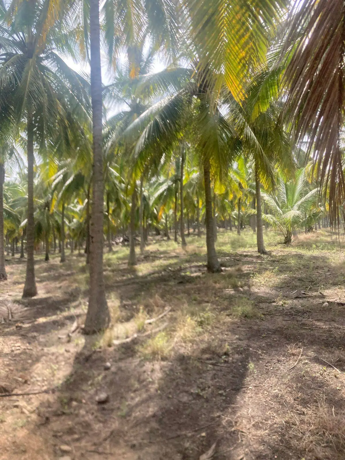 Land for sale in Pollachi, Coimbatore - coconut tree view across the farmland